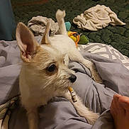 Fancy joined the competition — help win amazing prizes! dog, puppy, small_dog, white_fur, pointy_ears, lying_down, upside_down, chewing, stick, toy, bed, blanket, bedroom, indoor, cozy, pet, animal, close_up, brown_eyes, playful