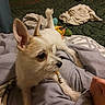 dog, puppy, small_dog, white_fur, pointy_ears, lying_down, upside_down, chewing, stick, toy, bed, blanket, bedroom, indoor, cozy, pet, animal, close_up, brown_eyes, playful