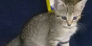 Fluffy Simba is registered to the contest to win money with this photo: animal, blue_background, cat, curious, cute, domestic, ears, feline, furry, gray_tabby, indoor, kitten, pet, sitting, small, soft, tail, whiskers, yellow_packet, young