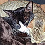 Trouble is registered to the contest to win money with this photo: animal, blanket, cat, close_up, companionship, cozy, cute, cute_pet, feline, fur, indoor, pet, resting, sleepy, snuggling, soft, tabby_cat, tuxedo_cat, two_cats, whiskers