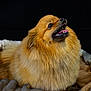 dog, pomeranian, pet, fluffy, fur, tongue, teeth, bed, cozy, animal, canine, looking_up, happy, cute, domestic_animal, portrait, close_up, indoor, warm, resting