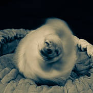 Honey a rejoint le concours — aidez-le/la à gagner de superbes lots ! cat, blurry, motion, pet, bed, furry, white, cozy, animal, indoor, soft, cute, sleeping_area, feline, fur, circular_motion, domestic_animal, resting, blur, whiskers