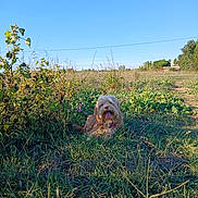 Hazarde participe au concours pour gagner de l'argent avec cette photo : animal, blue_sky, canine, daytime, dog, field, fluffy, grass, greenery, happy, landscape, nature, outdoor, pet, plants, relaxing, rural, summer, sunny, tongue_out