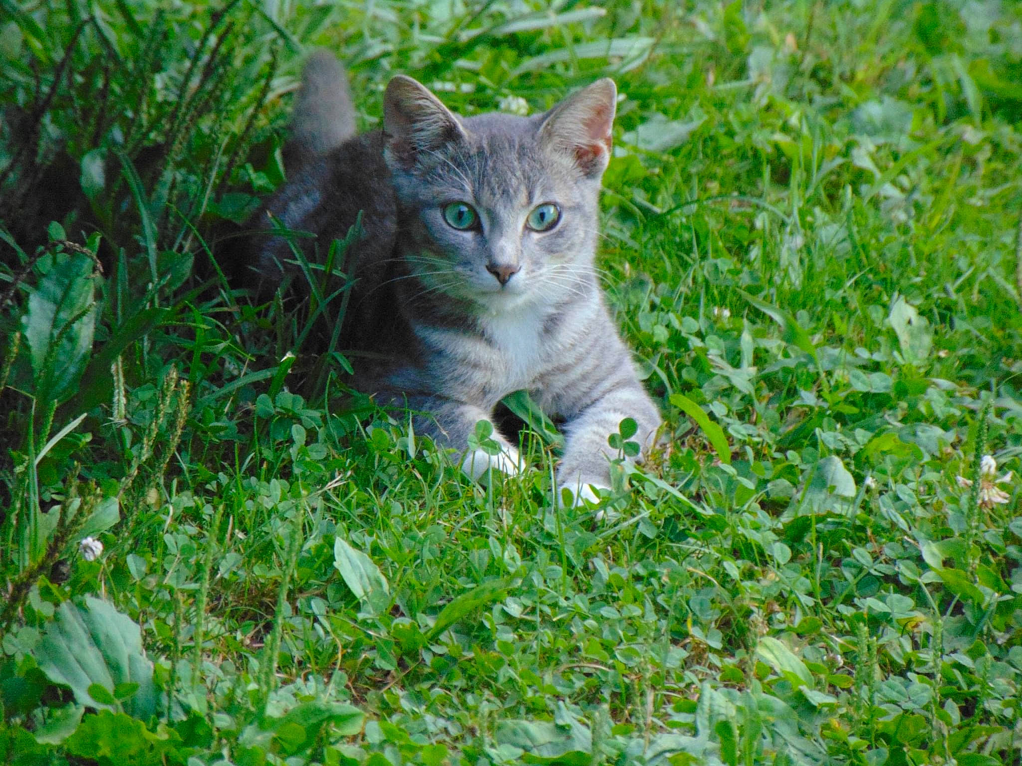 Shrimp is registered to the contest to win money with this photo: carnivore, cat, domestic_short_haired_cat, fawn, felidae, fur, grass, grass_family, grassland, groundcover, lawn, pasture, plant, small_to_medium_sized_cats, snout, tail, terrestrial_animal, tree, whiskers, wildlife