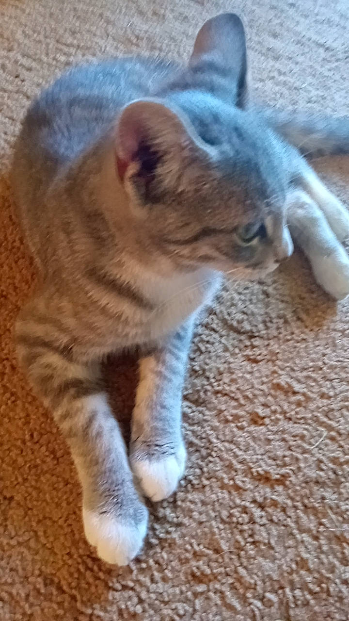 Shrimp is registered to the contest to win money with this photo: carnivore, cat, claw, domestic_short_haired_cat, fawn, felidae, fur, paw, small_to_medium_sized_cats, snout, tail, terrestrial_animal, whiskers