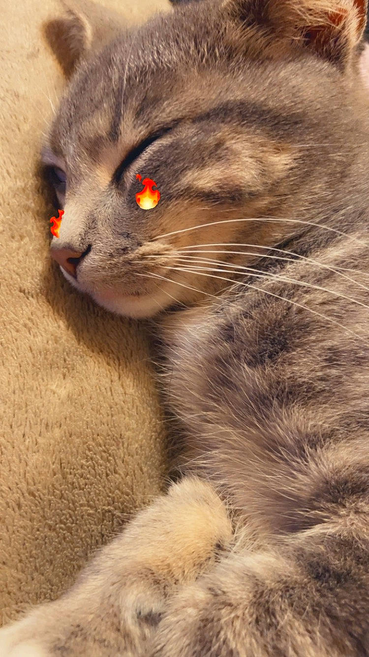 Shrimp joined the competition — help win amazing prizes! carnivore, cat, close_up, domestic_short_haired_cat, eye, fawn, felidae, fur, iris, paw, plant, scottish_fold, small_to_medium_sized_cats, snout, tail, terrestrial_animal, tree, whiskers, wildlife, window