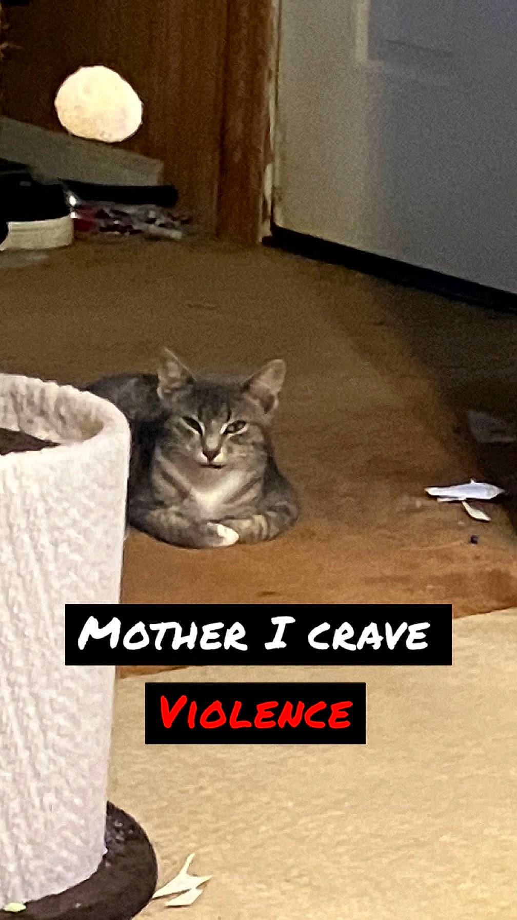 Shrimp is registered to the contest to win money with this photo: box, carnivore, cat, comfort, domestic_short_haired_cat, felidae, flooring, font, fur, grey, hardwood, internet_meme, paw, photo_caption, small_to_medium_sized_cats, snout, tail, terrestrial_animal, whiskers, wood