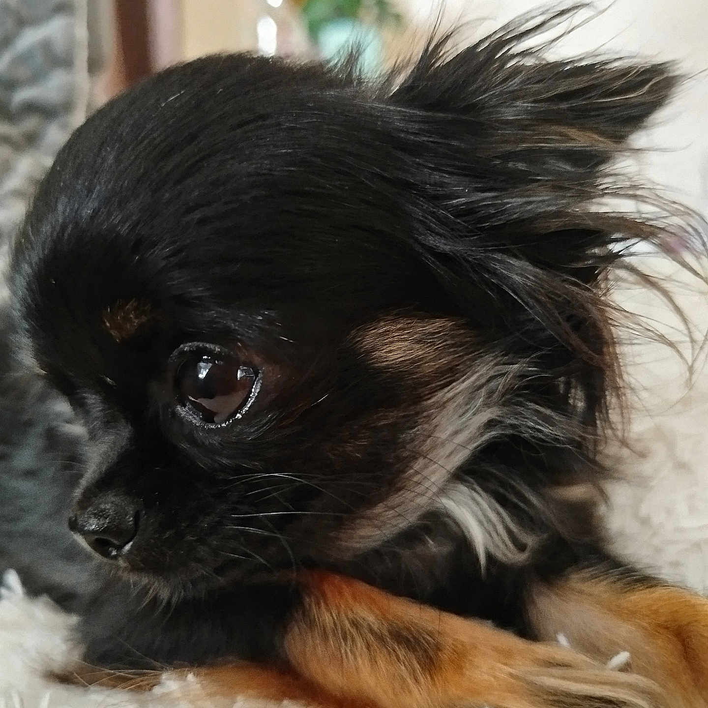 Batsy