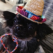 Batsy participe au concours pour gagner de l'argent avec cette photo : dog, black_dog, small_dog, sombrero, hat, colorful, braided_string, pet, closeup, indoors, cozy, cute, festive, animal, fur, portrait, living_room, domestic, face, ear