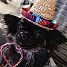 dog, black_dog, small_dog, sombrero, hat, colorful, braided_string, pet, closeup, indoors, cozy, cute, festive, animal, fur, portrait, living_room, domestic, face, ear