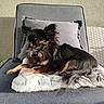 Batsy participe au concours pour gagner de l'argent avec cette photo : dog, chihuahua, long_hair, black_and_tan, pet, animal, blanket, cushion, chair, indoor, sunlight, relaxing, fur, small_dog, portrait, furniture, cozy, resting, paw, tail