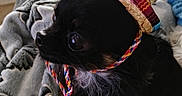Batsy a rejoint le concours — aidez-le/la à gagner de superbes lots ! dog, small_dog, black_dog, sombrero, hat, blanket, indoor, pet, cute, cozy, animal, fur, close_up, portrait, accessory, colorful, looking_sideways, domestic_animal, resting, soft_texture