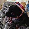 dog, small_dog, black_dog, sombrero, hat, blanket, indoor, pet, cute, cozy, animal, fur, close_up, portrait, accessory, colorful, looking_sideways, domestic_animal, resting, soft_texture
