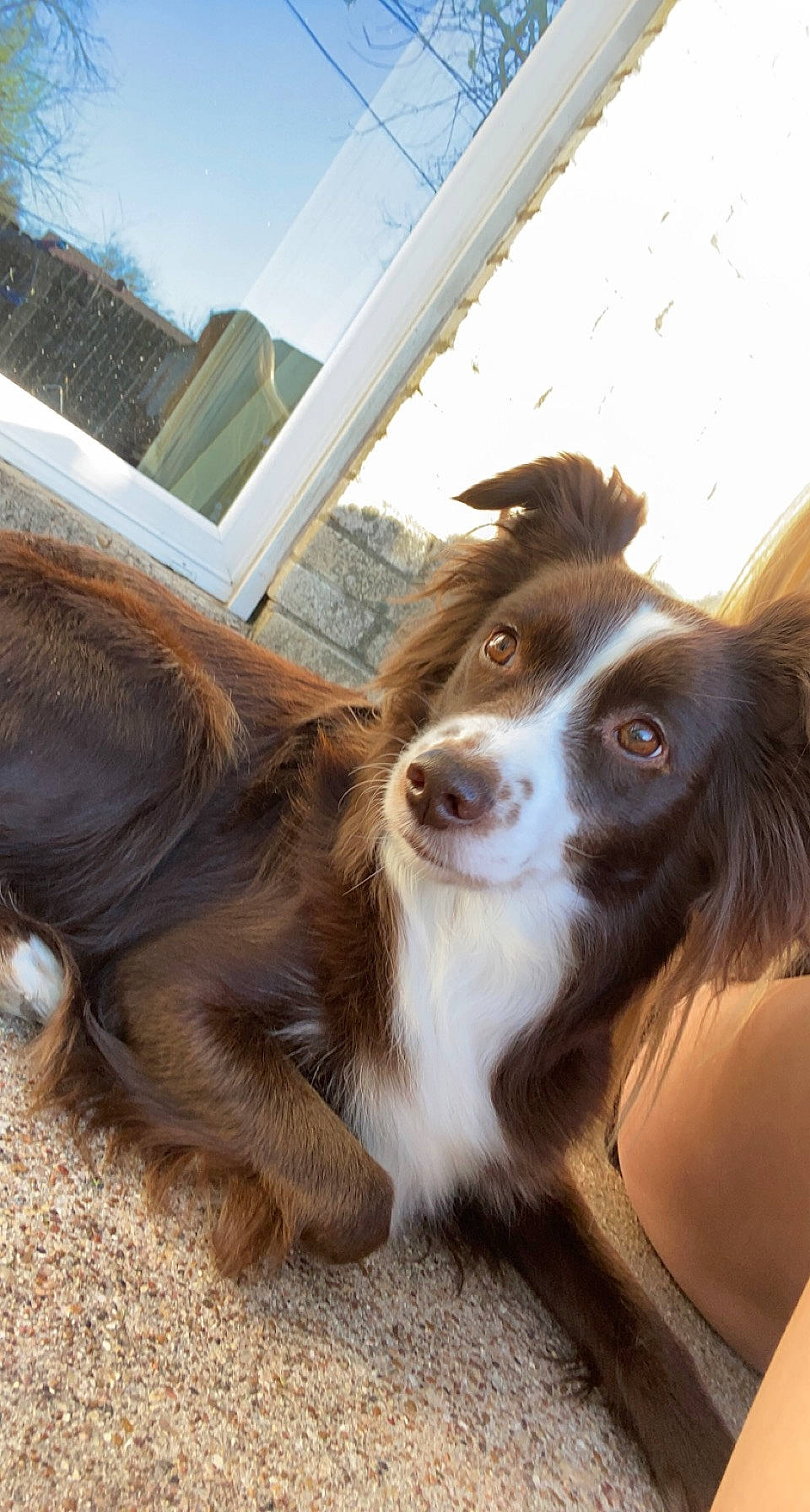 Paisley is registered to the contest to win money with this photo: border_collie, canidae, carnivore, companion_dog, dog, dog_breed, door, fawn, fur, liver, plant, sky, snout, sporting_group, terrestrial_animal, whiskers, working_animal, working_dog