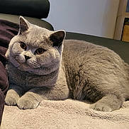 Alfred a rejoint le concours — aidez-le/la à gagner de superbes lots ! animal, blanket, cat, cushion, cute, domestic_cat, ears, fluffy, fur, furniture, grey_cat, indoor, mammal, paw, pet, relaxed, resting, sofa, tail, whiskers