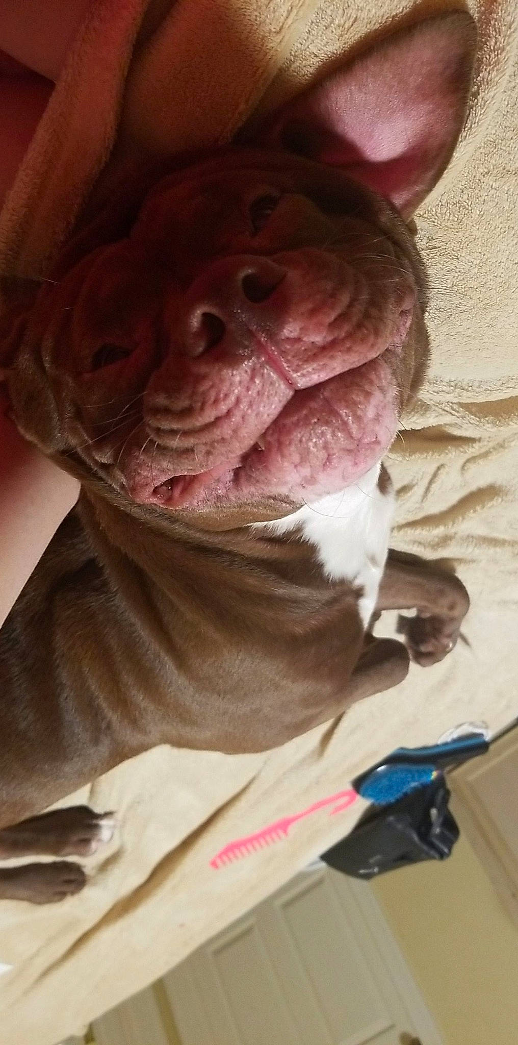 Ryu joined the competition — help win amazing prizes! american_bulldog, american_pit_bull_terrier, bulldog, canidae, carnivore, companion_dog, dog, dog_breed, fawn, french_bulldog, non_sporting_group, nose, olde_english_bulldogge, pit_bull, puppy, selfie, skin, snout, sporting_group, wrinkle