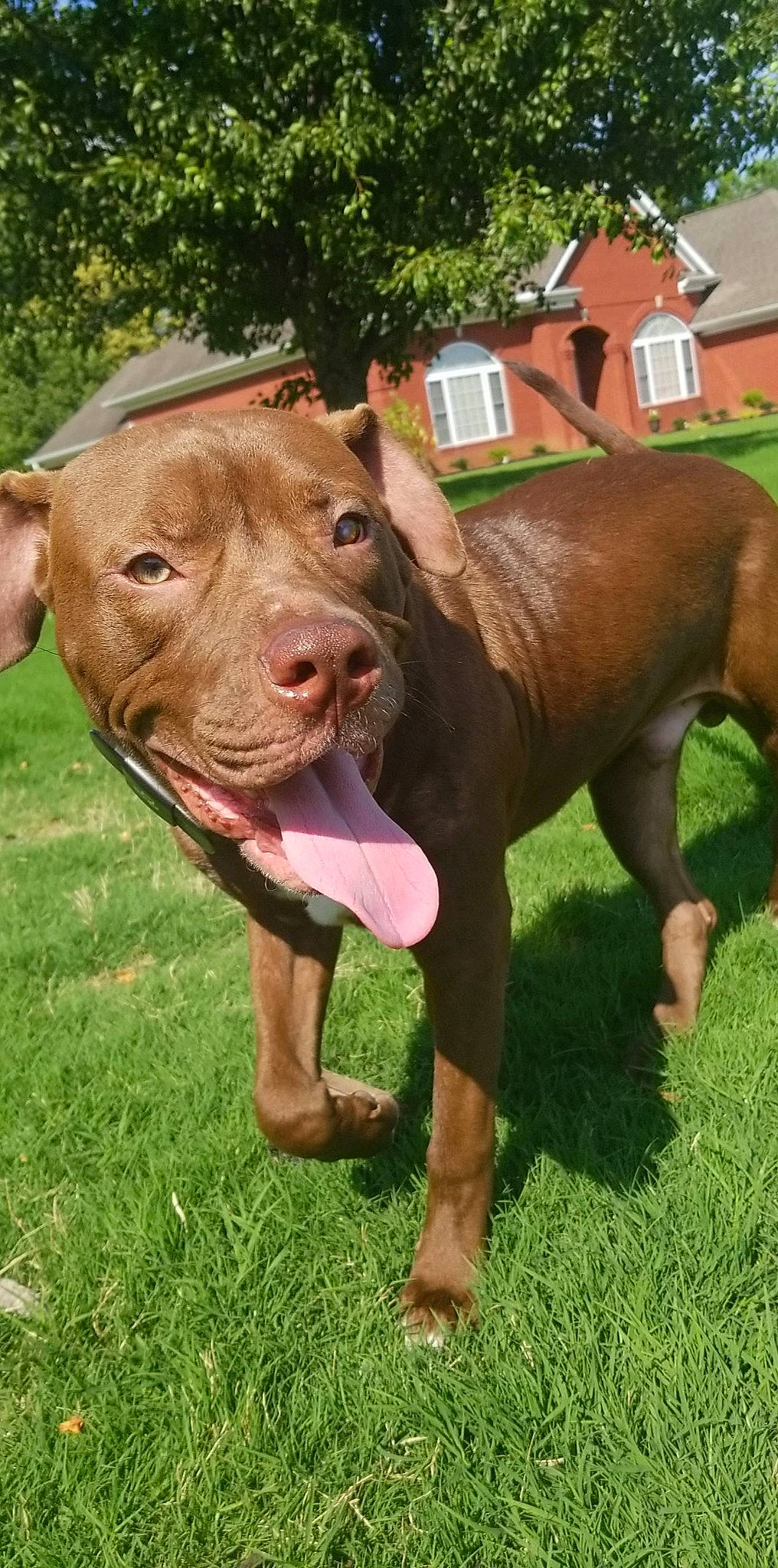 Ryu joined the competition — help win amazing prizes! american_pit_bull_terrier, american_staffordshire_terrier, ancient_dog_breeds, canidae, canis_panther, carnivore, dog, dog_breed, fawn, grass, liver, mammal, non_sporting_group, pit_bull, snout, sporting_group, vertebrate, vizsla