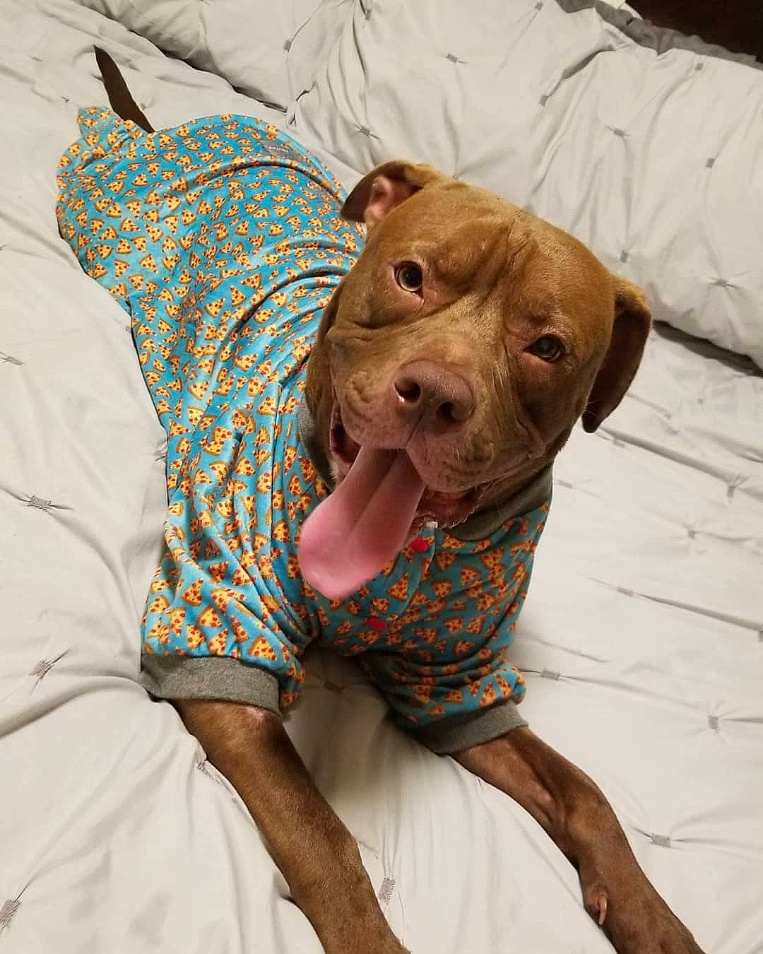 Ryu joined the competition — help win amazing prizes! american_pit_bull_terrier, canidae, carnivore, companion_dog, dog, dog_breed, dog_clothes, fawn, mammal, non_sporting_group, pit_bull, puppy, skin, sporting_group, vizsla