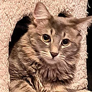 Hoopa a rejoint le concours — aidez-le/la à gagner de superbes lots ! cat, tabby, gray_cat, pet, animal, feline, cute, cozy, cat_tree, cubbyhole, indoor, fur, whiskers, ears, paws, looking, curious, resting, soft_texture, closeup