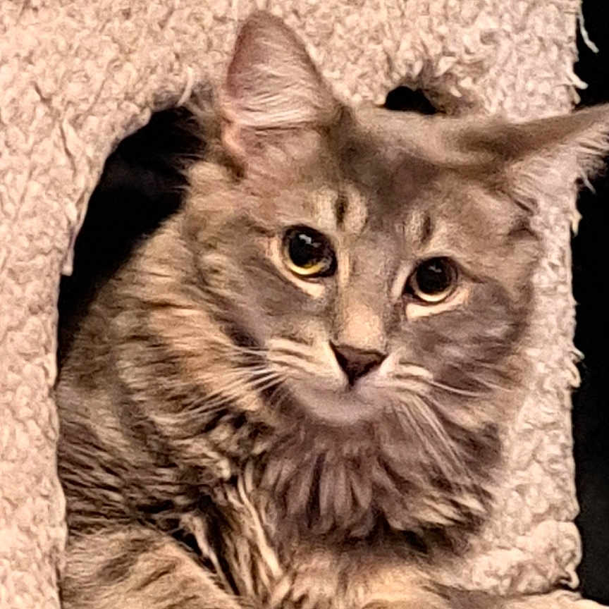 Hoopa a rejoint le concours — aidez-le/la à gagner de superbes lots ! animal, cat, cat_tree, closeup, cozy, cubbyhole, curious, cute, ears, feline, fur, gray_cat, indoor, looking, paws, pet, resting, soft_texture, tabby, whiskers