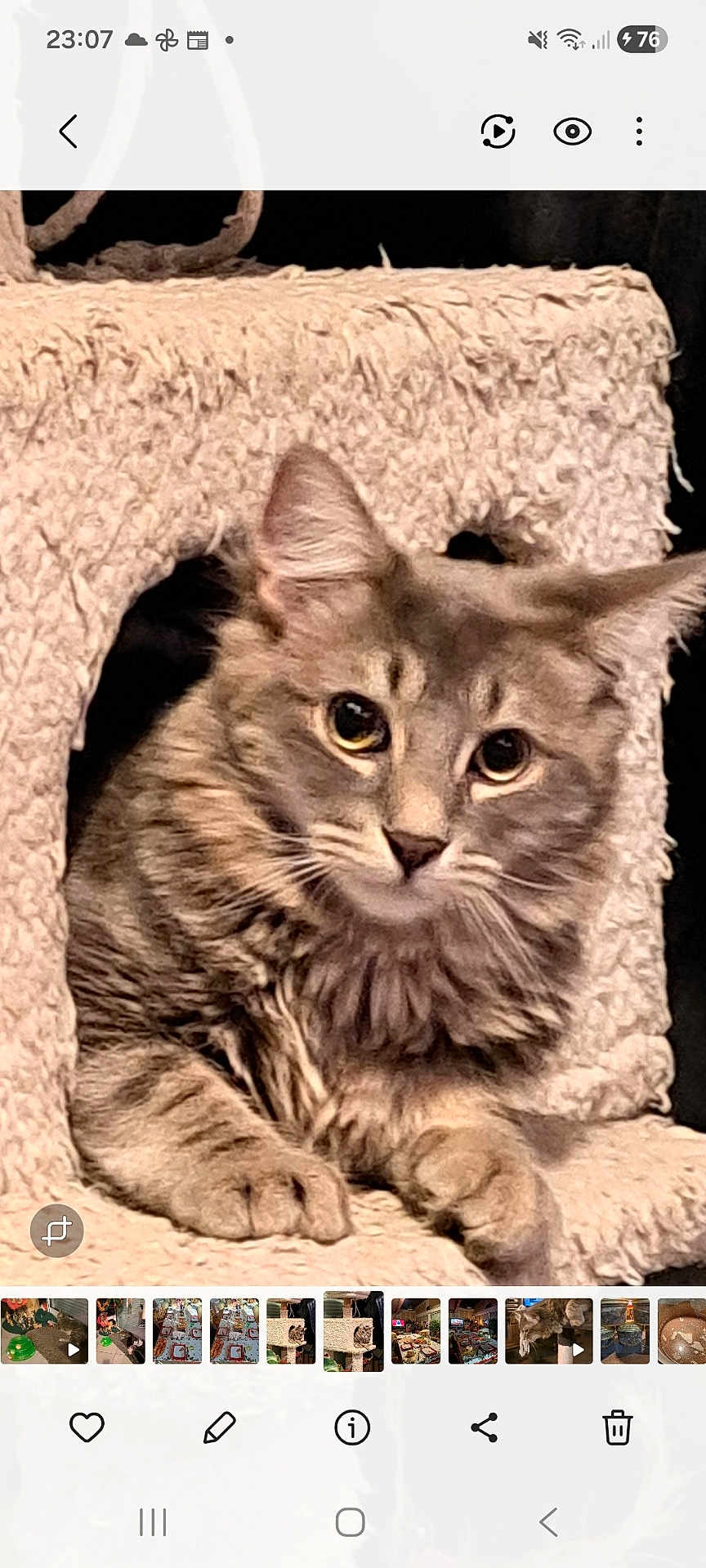 Hoopa a rejoint le concours — aidez-le/la à gagner de superbes lots ! cat, tabby, gray_cat, pet, animal, feline, cute, cozy, cat_tree, cubbyhole, indoor, fur, whiskers, ears, paws, looking, curious, resting, soft_texture, closeup