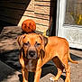 Chance is registered to the contest to win money with this photo: dog, puppy, brown_dog, basketball, outdoor, concrete, door, sunlight, shadow, animal, pet, young_dog, curious, standing, front_view, ears, tail, collar, playful, daylight