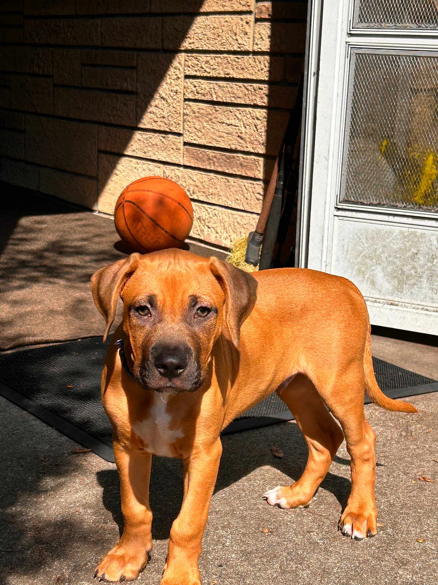 Chance is registered to the contest to win money with this photo: dog, puppy, brown_dog, basketball, outdoor, concrete, door, sunlight, shadow, animal, pet, young_dog, curious, standing, front_view, ears, tail, collar, playful, daylight