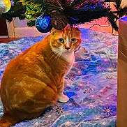 Peanut is registered to the contest to win money with this photo: cat, orange_tabby, christmas_tree, ornaments, christmas_lights, tree_skirt, indoor, holiday, festive, wooden_floor, decorations, pine_tree, pet, animal, curious, sitting, feline, home, seasonal, colorful_lights