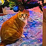 cat, orange_tabby, christmas_tree, ornaments, christmas_lights, tree_skirt, indoor, holiday, festive, wooden_floor, decorations, pine_tree, pet, animal, curious, sitting, feline, home, seasonal, colorful_lights