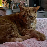 Meow Meow is registered to the contest to win money with this photo: cat, ginger_cat, bed, blanket, paw, whiskers, indoor, bedroom, dresser, nightstand, lamp, vase, flowers, quilt, cozy, pet, relaxed, portrait, low_light, furniture