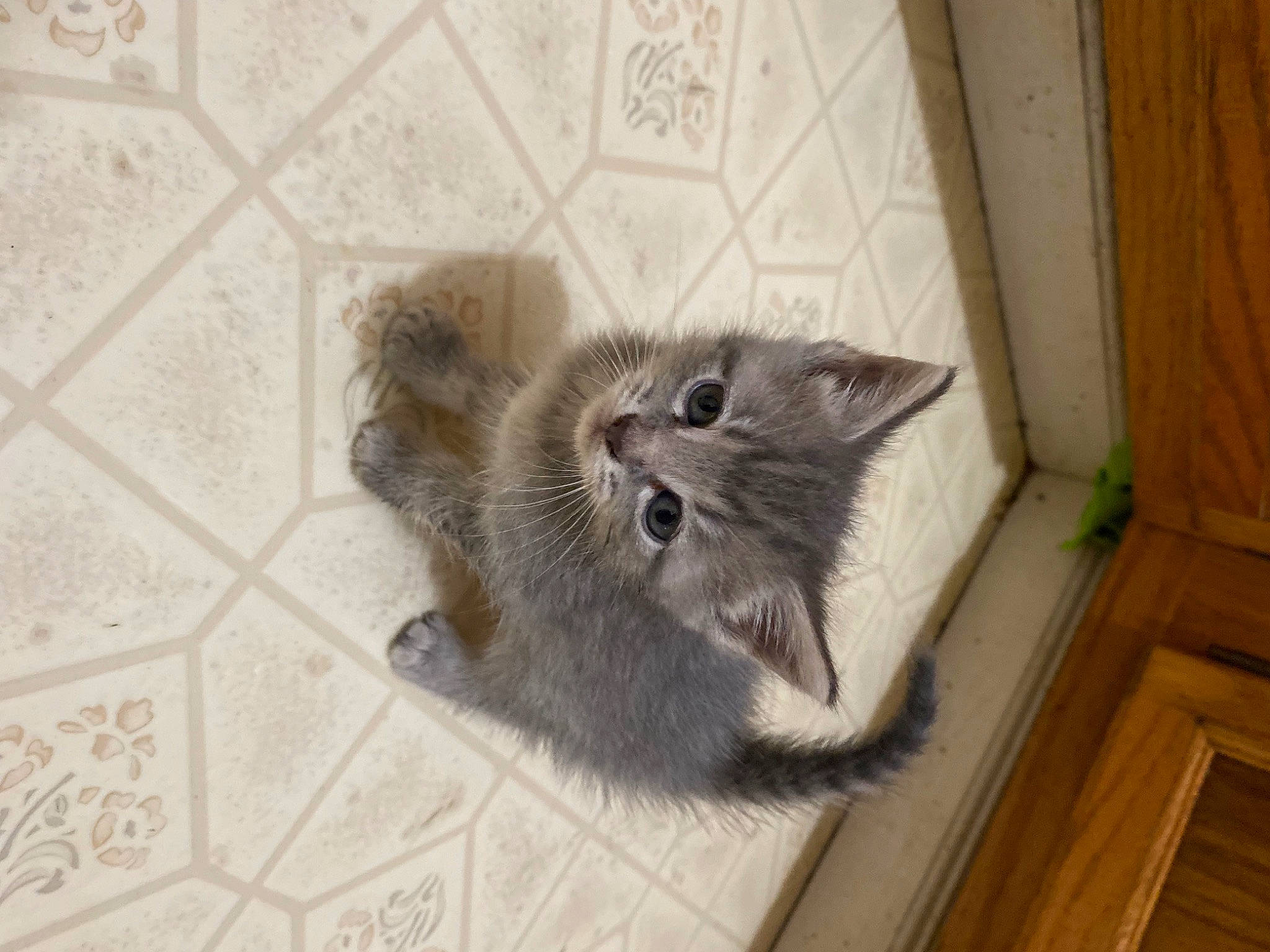 Cheerio is registered to the contest to win money with this photo: box, carnivore, cat, claw, domestic_short_haired_cat, fawn, felidae, floor, flooring, fur, grey, hardwood, paw, small_to_medium_sized_cats, snout, tail, tile, tile_flooring, whiskers, wood