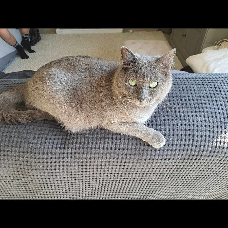 Chanelle a rejoint le concours — aidez-le/la à gagner de superbes lots ! abyssinian, animal, cat, clothing, couch, footwear, furniture, glove, homedecor, indoors, interiordesign, kitten, linen, manx, person, pet, runningshoe, shoe, siamese, sneaker