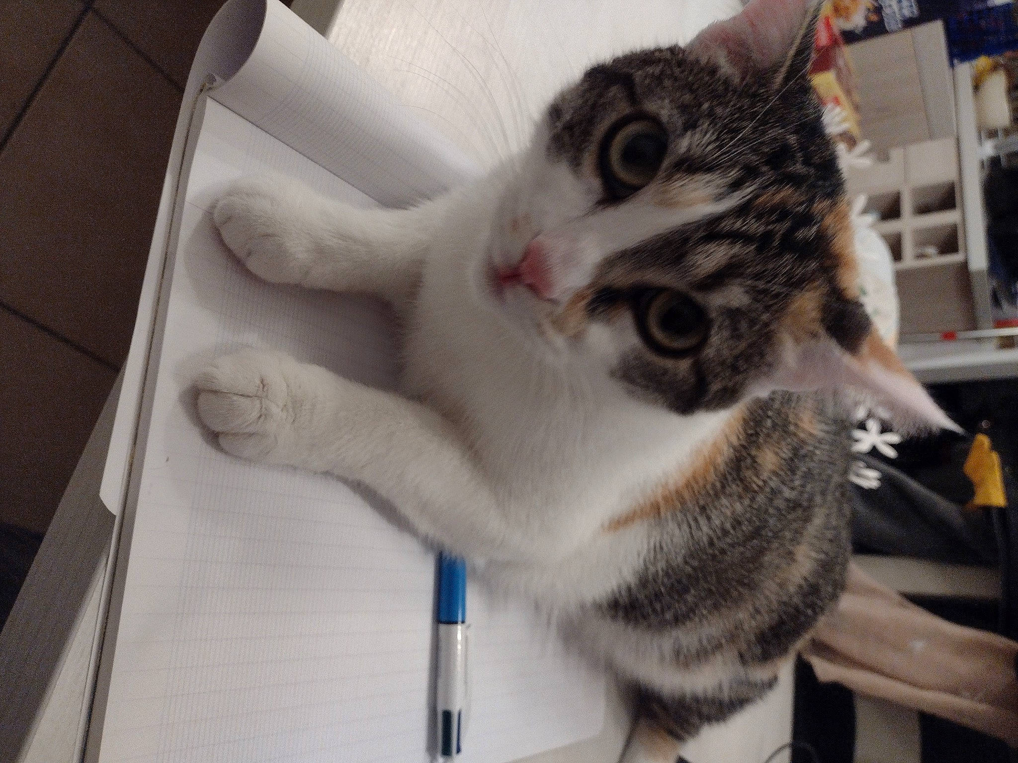 Mia participe au concours pour gagner de l'argent avec cette photo : carnivore, cat, claw, domestic_short_haired_cat, door, felidae, fur, metal, paw, small_to_medium_sized_cats, snout, tail, whiskers