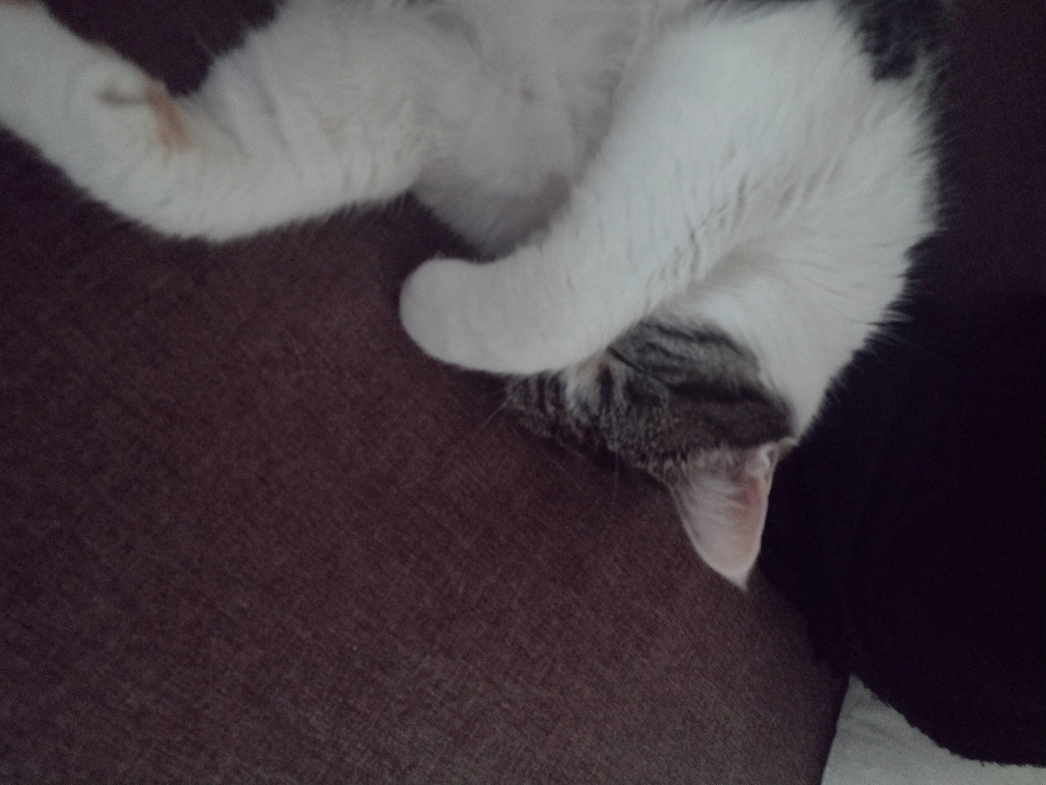 Mia a rejoint le concours — aidez-le/la à gagner de superbes lots ! carnivore, cat, claw, comfort, companion_dog, dog_breed, domestic_short_haired_cat, felidae, flooring, fur, grey, nap, paw, small_to_medium_sized_cats, tail, whiskers