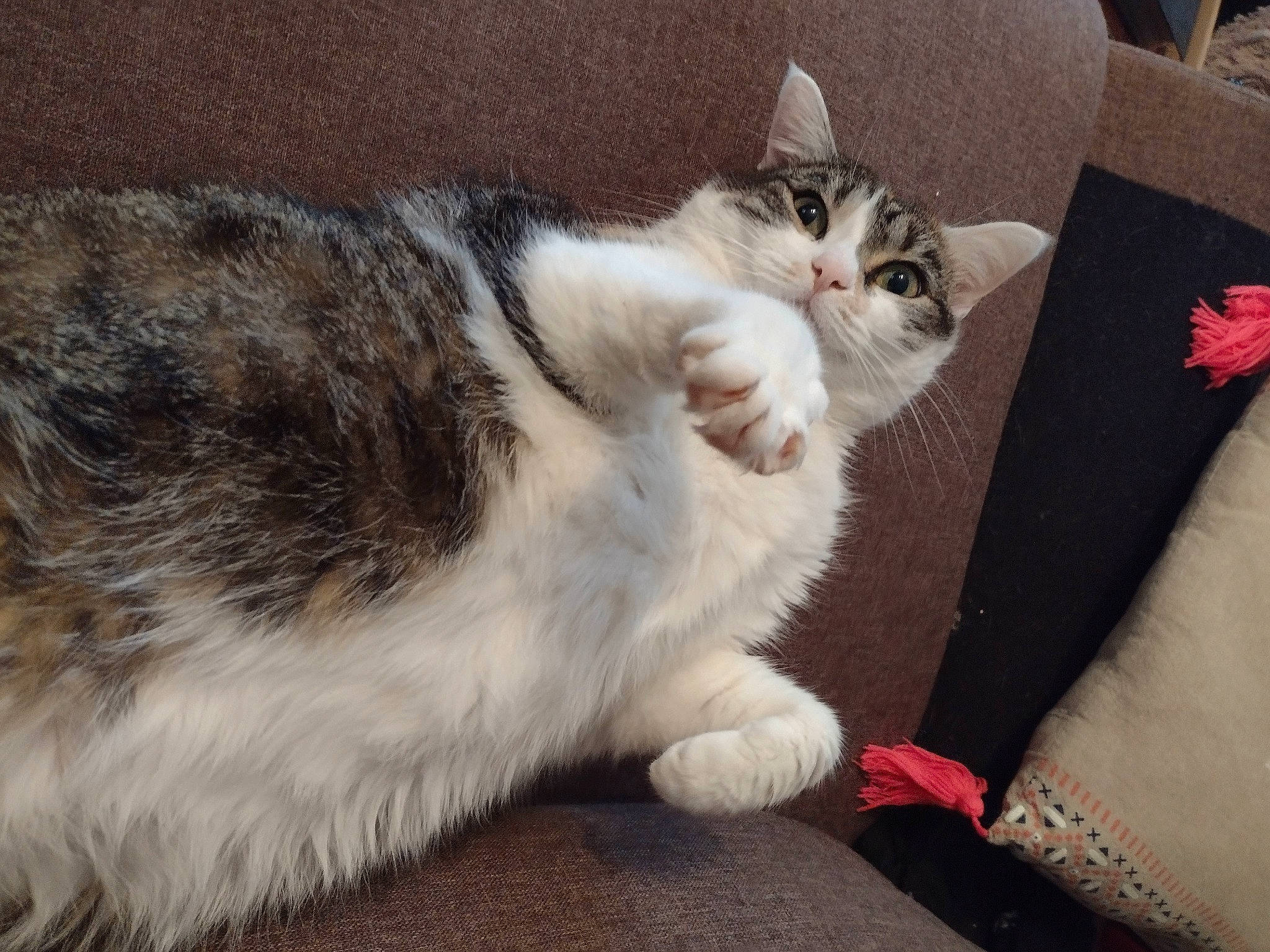 Mia participe au concours pour gagner de l'argent avec cette photo : carmine, carnivore, cat, claw, comfort, domestic_short_haired_cat, felidae, flooring, foot, fur, grey, human_leg, lap, paw, sitting, small_to_medium_sized_cats, snout, tail, whiskers, wood