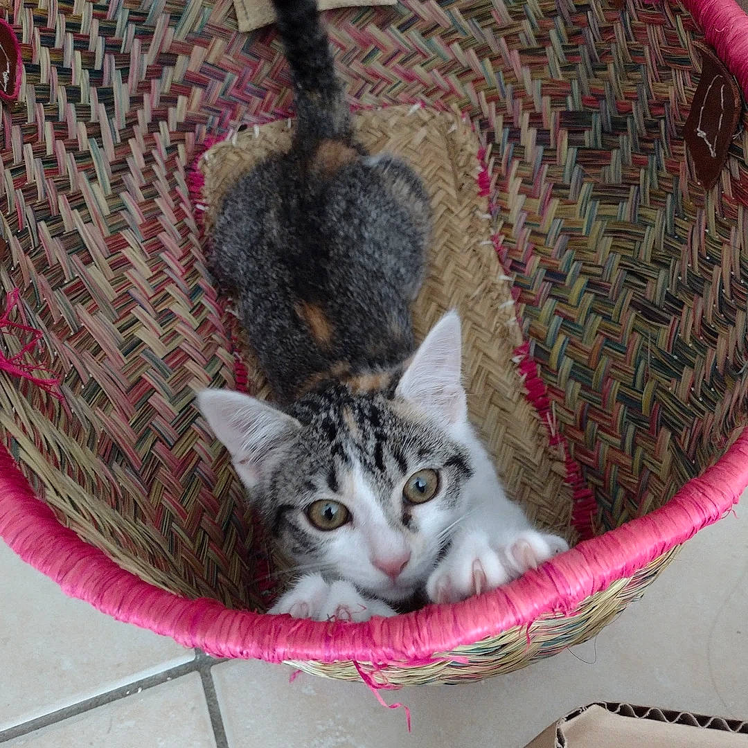 Mia participe au concours pour gagner de l'argent avec cette photo : animal_shelter, bag, basket, carnivore, cat, cat_supply, comfort, domestic_short_haired_cat, felidae, fur, grass, grey, luggage_and_bags, mammal, pet_supply, small_to_medium_sized_cats, snout, tail, vertebrate, whiskers