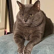 Shadow joined the competition — help win amazing prizes! animal, cat, closeup, cute, domestic, ears, eyes, feline, fur, gray_cat, home, indoor, mammal, paws, pet, portrait, relaxed, resting, soft_surface, whiskers
