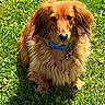 animal, blue_collar, canine, collar, cute, daylight, dog, fluffy, friendly, fur, golden_brown, grass, greenery, looking_at_camera, nature, outdoor, pet, portrait, sitting, sunlight