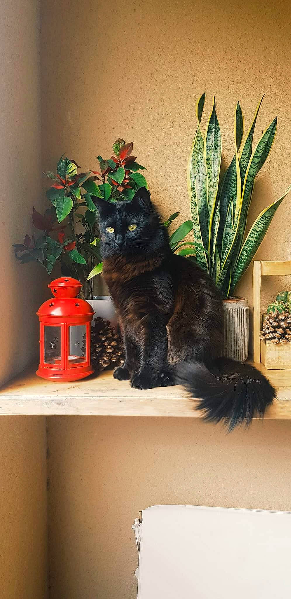 Phoebs a rejoint le concours — aidez-le/la à gagner de superbes lots ! art, carnivore, cat, felidae, flowerpot, grey, houseplant, interior_design, picture_frame, plant, rectangle, shelf, shelving, small_to_medium_sized_cats, tail, vertebrate, wall, whiskers, window, wood