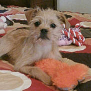 Phoebe is registered to the contest to win money with this photo: animal, bed, bedspread, brown_dog, companion, cute, dog, domestic_animal, fur, indoor, laying_down, looking, pattern, pet, plush_toy, puppy, resting, small_dog, soft_toy, toy