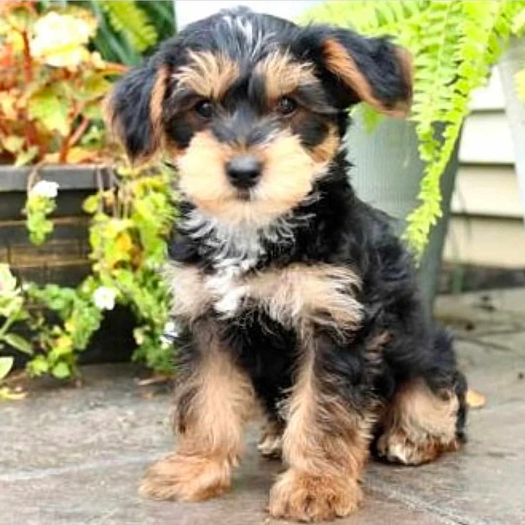 Teddy