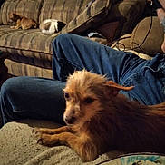 Sweetpea is registered to the contest to win money with this photo: dog, cat, couch, sofa, person, jeans, indoor, pet, relaxing, furniture, animal, resting, brown_dog, small_dog, tabby_cat, plaid_couch, cozy, living_room, blanket, casual