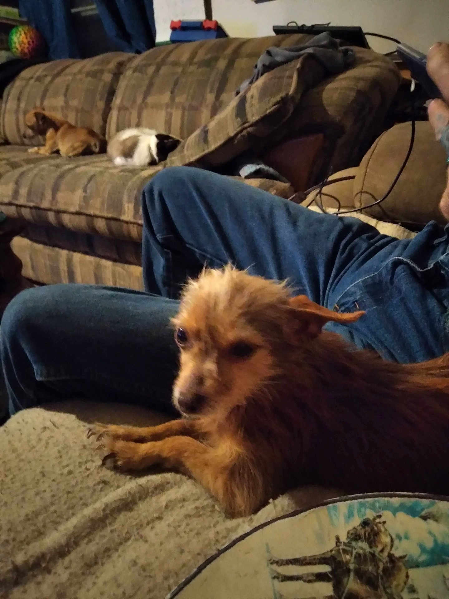 Sweetpea is registered to the contest to win money with this photo: dog, cat, couch, sofa, person, jeans, indoor, pet, relaxing, furniture, animal, resting, brown_dog, small_dog, tabby_cat, plaid_couch, cozy, living_room, blanket, casual