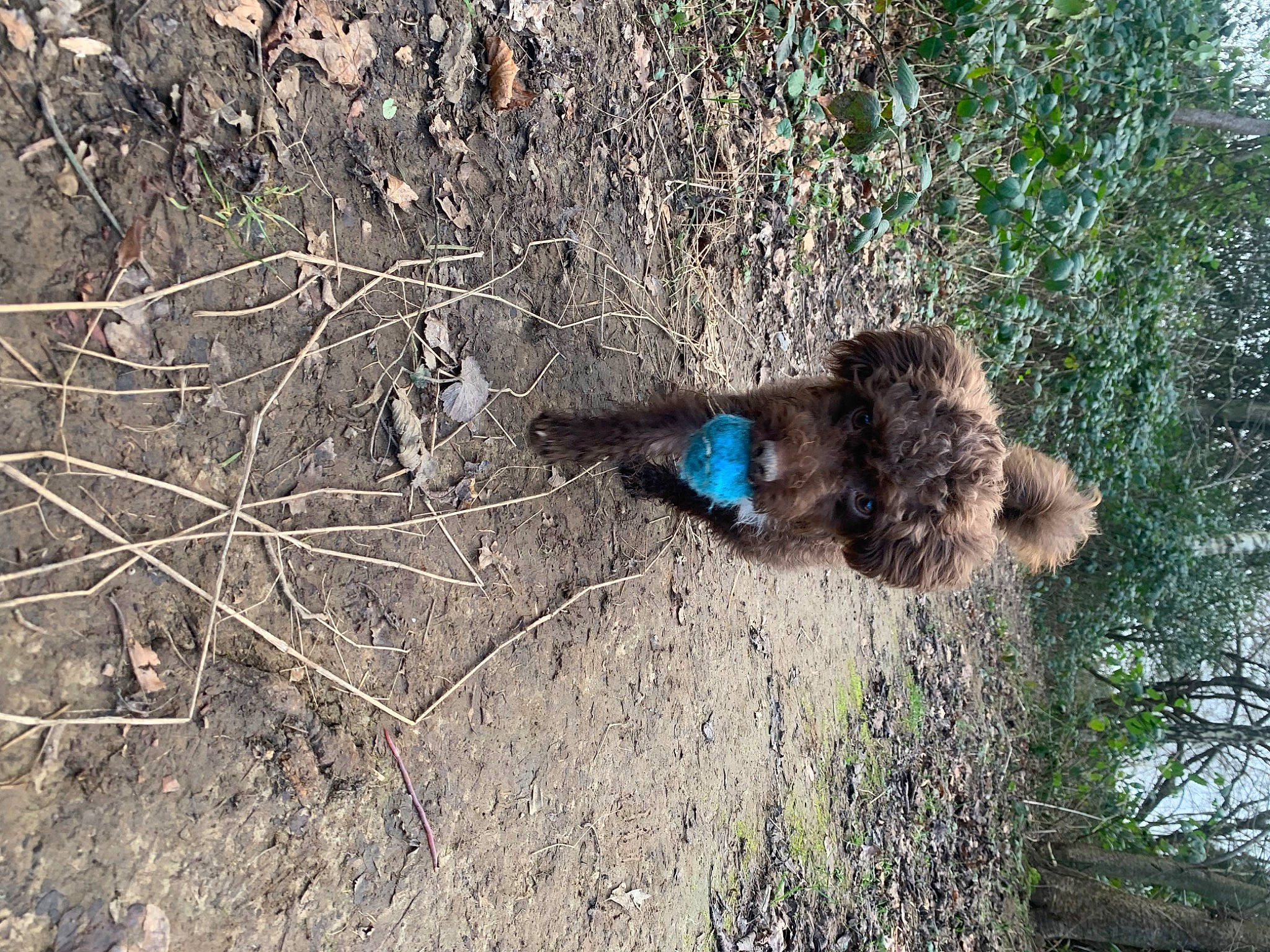 Flossie joined the competition — help win amazing prizes! canidae, carnivore, dog, dog_breed, fur, grass, groundcover, plant, rock, shrub, shrubland, soil, sporting_group, terrestrial_animal, tree, trunk, twig, wildlife