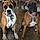Brutus And Chloe