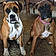 Brutus And Chloe
