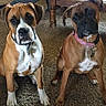 animal, boxer, brown_dog, canine, carpet, collar, companions, curious, dog, domestic, floor, furniture, household, indoor, pets, portrait, sitting, two_dogs, white_markings, wooden_table