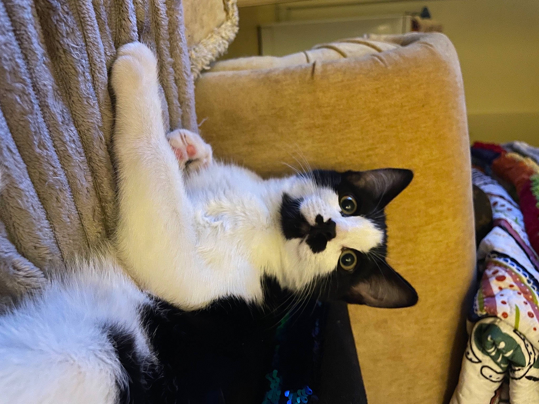 Panda joined the competition — help win amazing prizes! carnivore, cat, cat_supply, claw, comfort, couch, domestic_short_haired_cat, eye, fawn, felidae, fur, hardwood, linens, paw, small_to_medium_sized_cats, snout, tail, terrestrial_animal, whiskers, wood