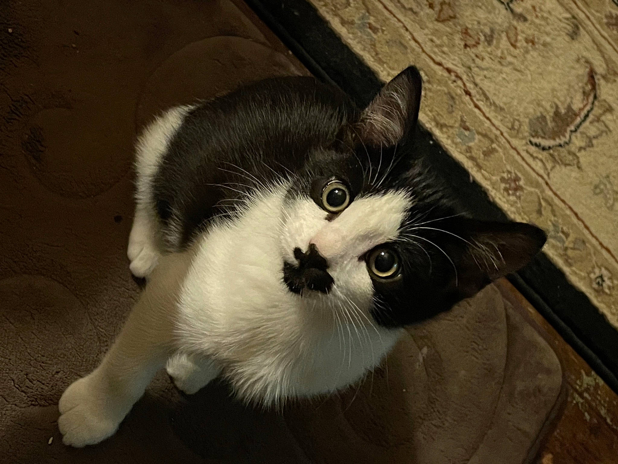 Panda joined the competition — help win amazing prizes! carnivore, cat, claw, comfort, domestic_short_haired_cat, felidae, foot, fur, monochrome, monochrome_photography, paw, small_to_medium_sized_cats, snout, tail, terrestrial_animal, whiskers, window