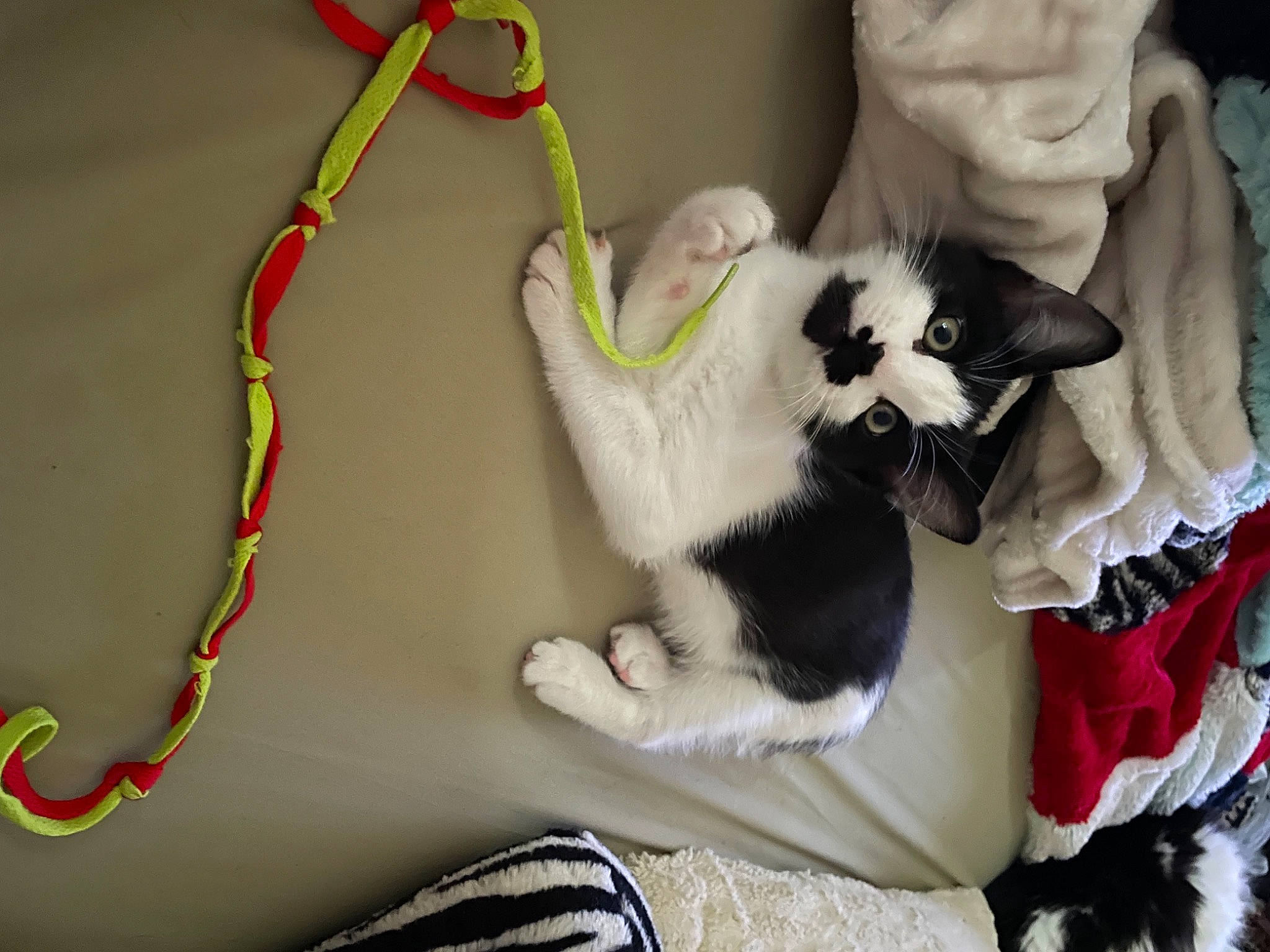 Panda joined the competition — help win amazing prizes! cable, carnivore, cat, claw, comfort, companion_dog, domestic_short_haired_cat, electrical_wiring, event, fashion_accessory, felidae, fur, linens, paw, room, small_to_medium_sized_cats, tail, whiskers, wire, wool